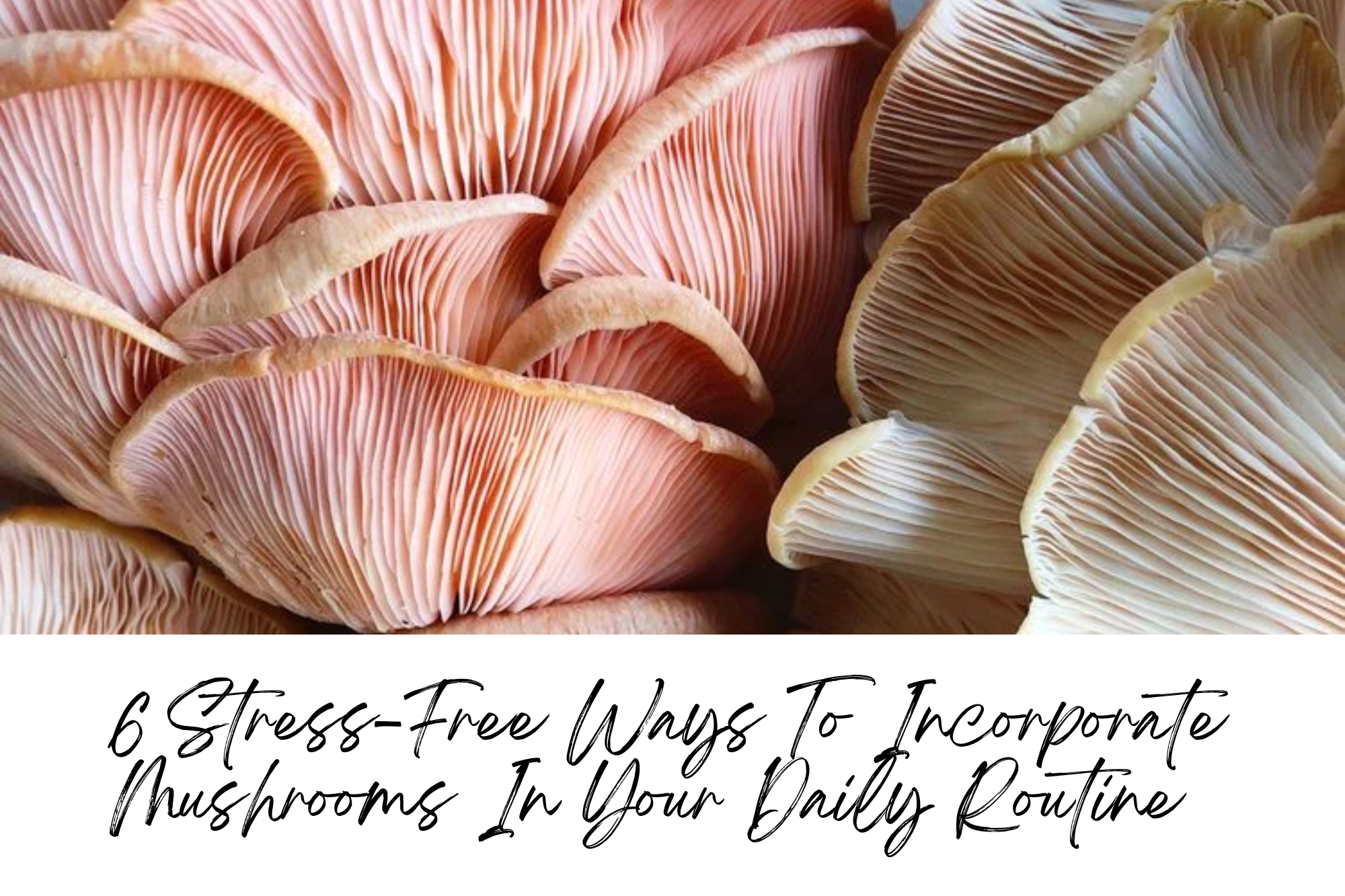 Stress-Free Ways To Incorporate Mushrooms In Your Daily Routine Artisanal Australia