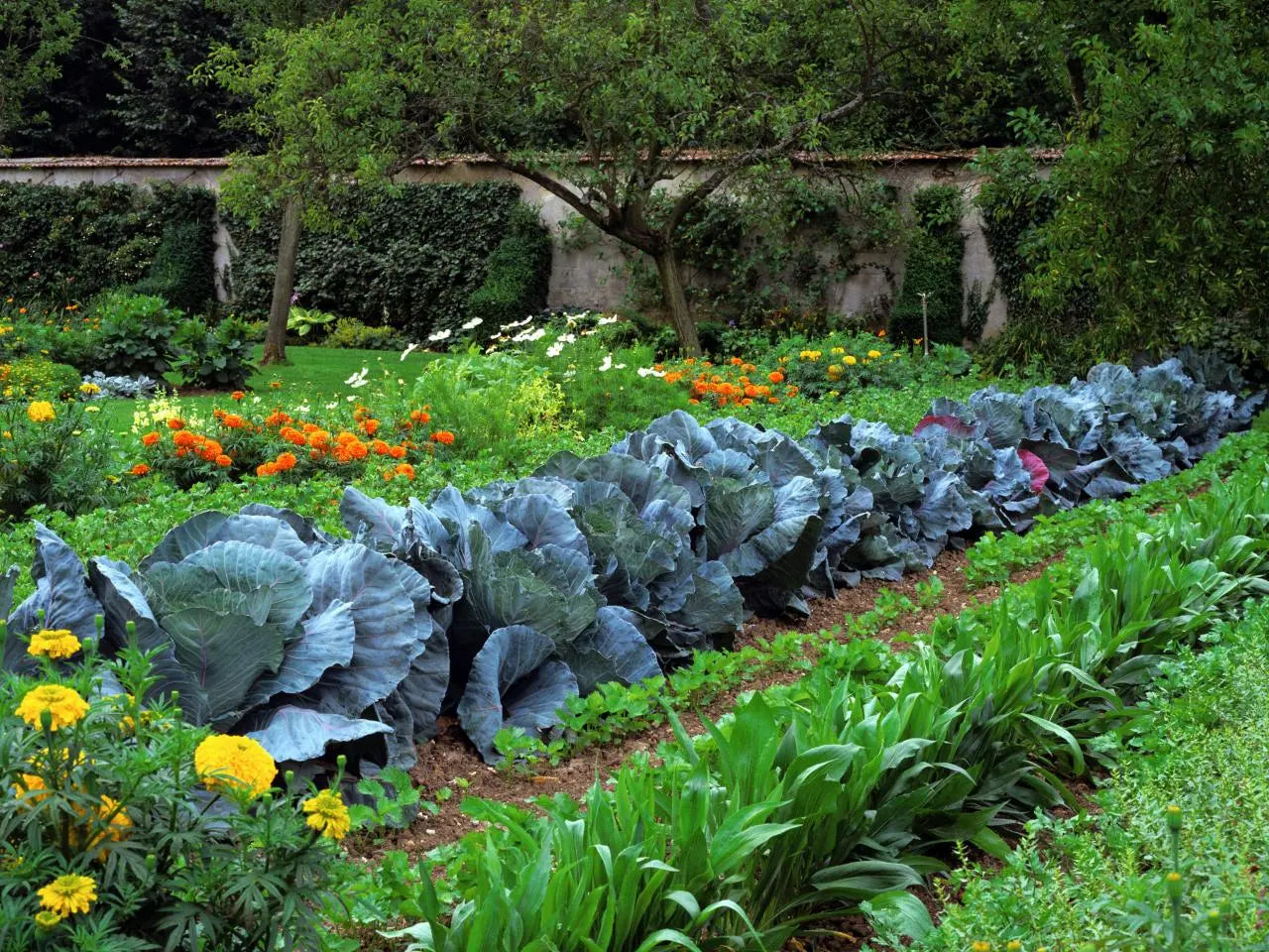 A Guide to Get You Started on Plant-Based Diet Artisanal Australia