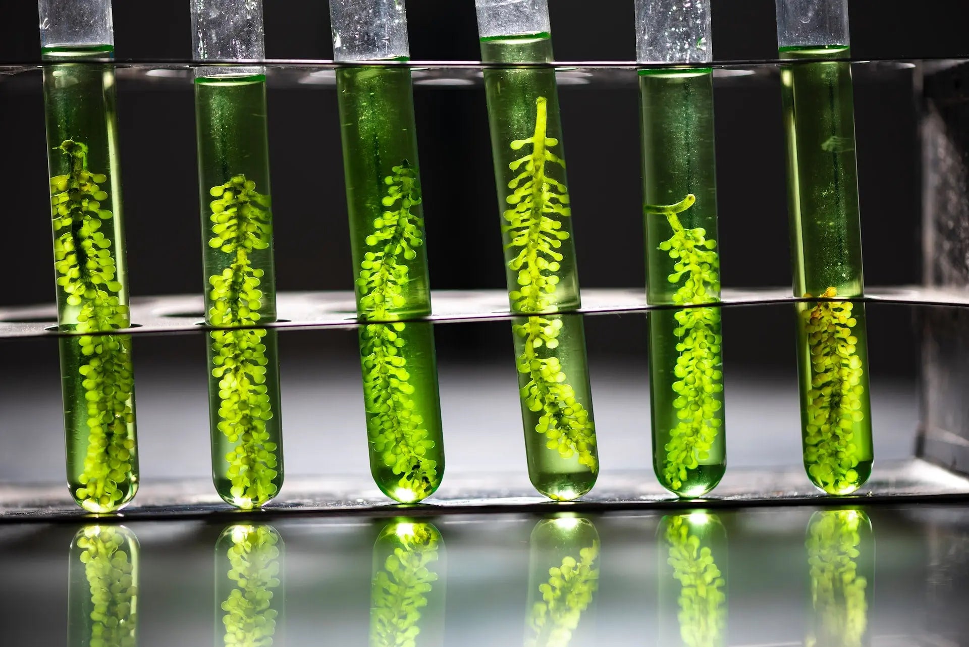phytoplanktons 