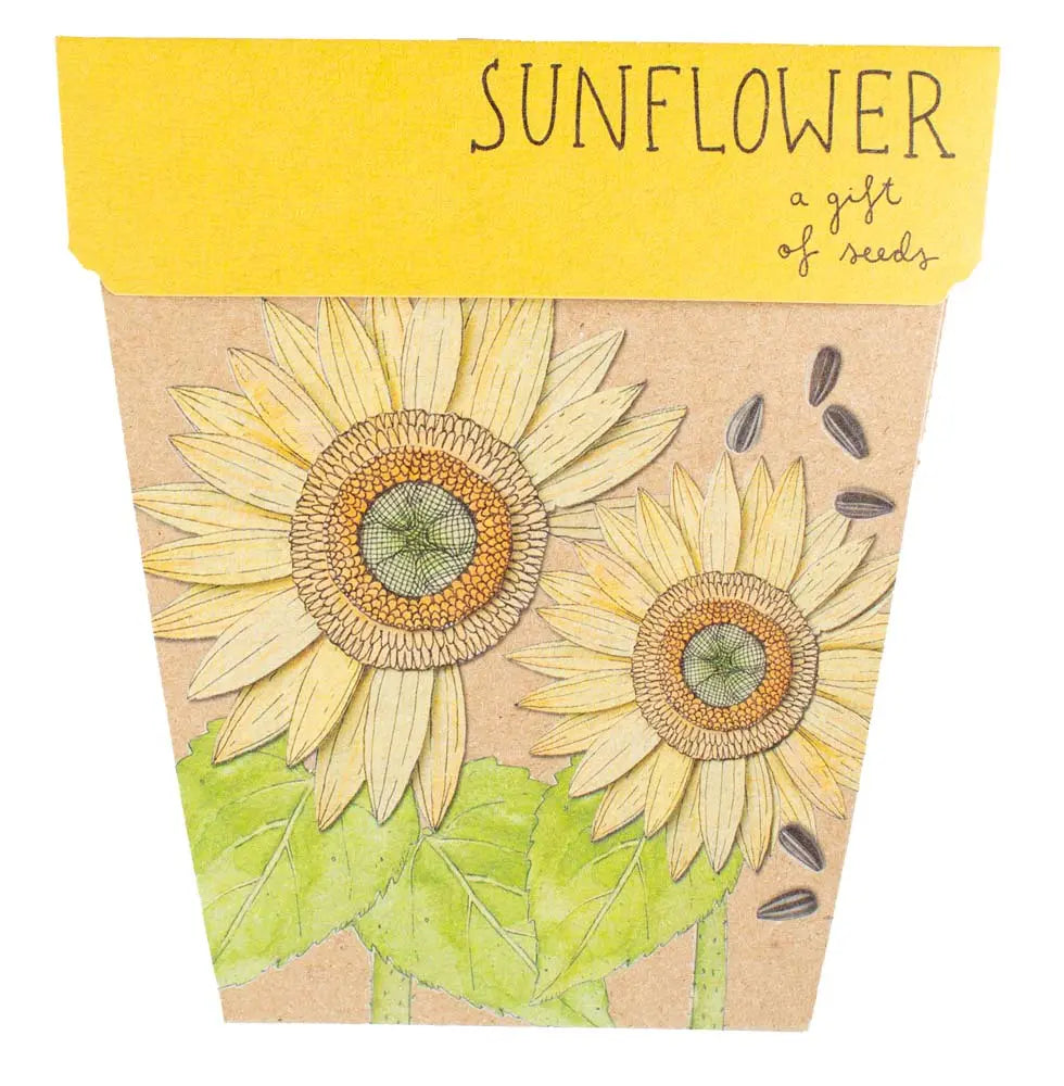 Sow 'n Sow Gift Of Seeds Florals Sunflower