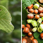 2DIE4 activated organic hazelnuts lifestyle