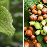 2DIE4 activated organic hazelnuts lifestyle