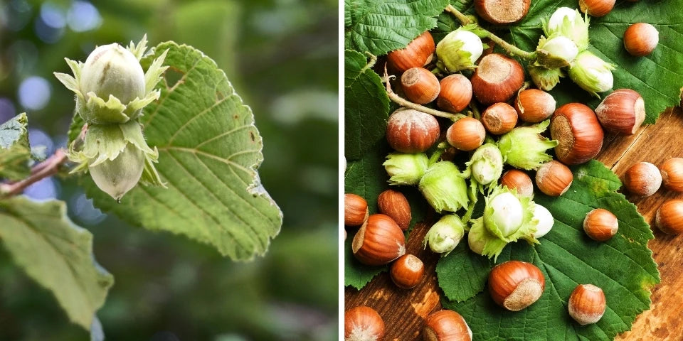 2DIE4 activated organic hazelnuts lifestyle