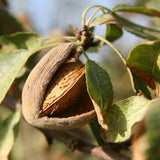 2DIE4 activated organic almonds lifestyle