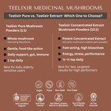 Teelixir Lions Mane Mushroom