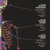 Switch Nutrition Multi-Mag Perform Watermelon 150g