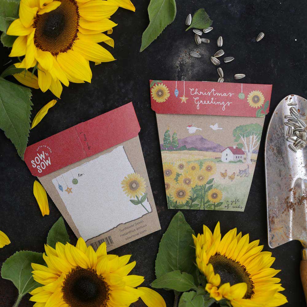 Sow 'n Sow Gift of Seeds Christmas Sunflowers