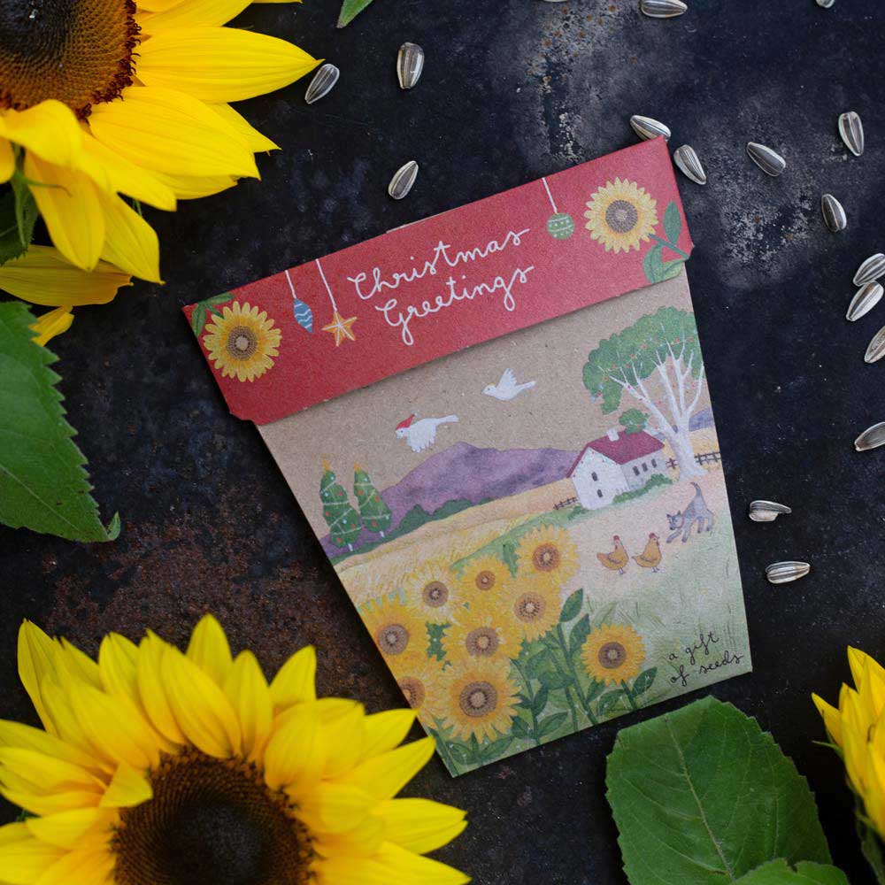 Sow 'n Sow Gift of Seeds Christmas Sunflowers