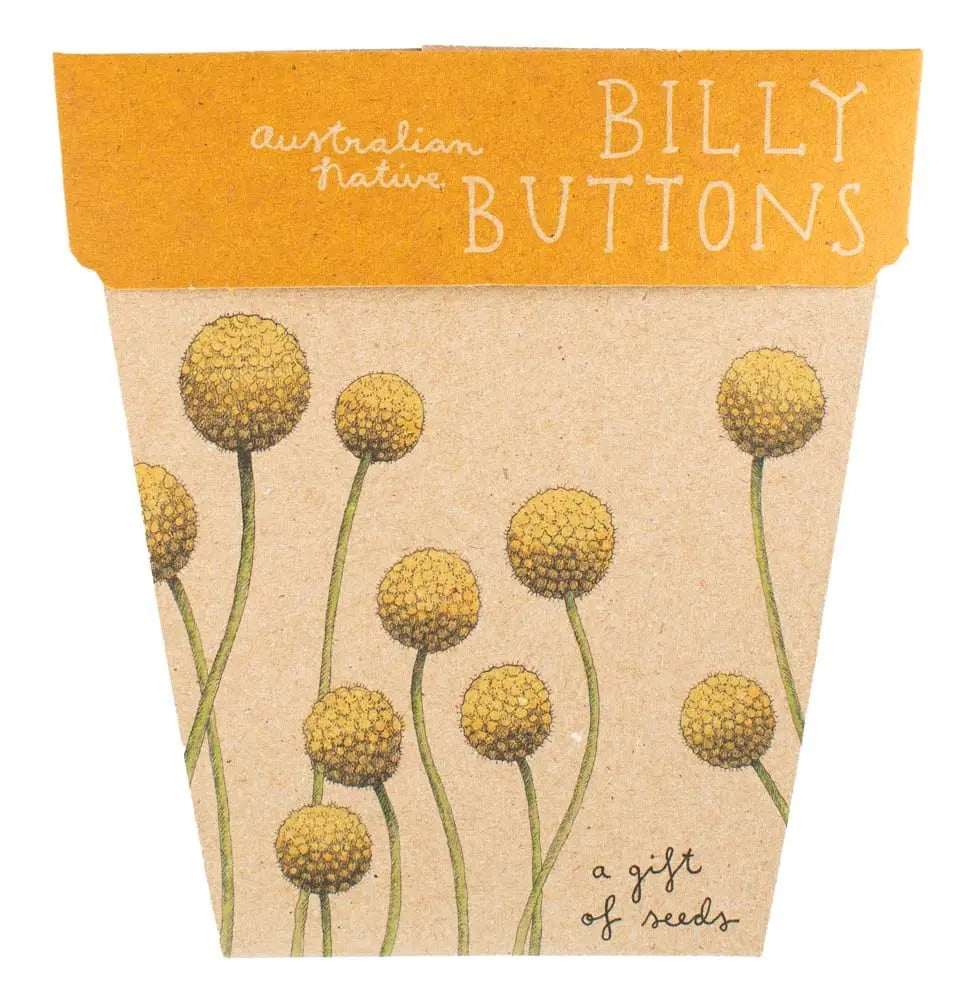 Billy Buttons