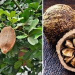2DIE4 Brazil nuts serving lifestyle