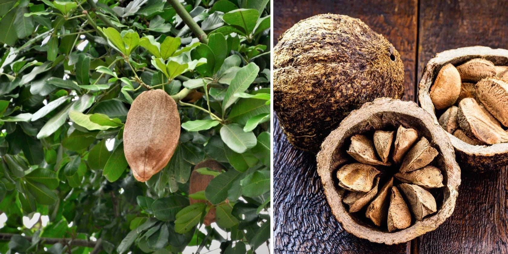 2DIE4 Brazil nuts serving lifestyle