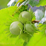 2DIE4 activated hazelnuts serving lifestyle