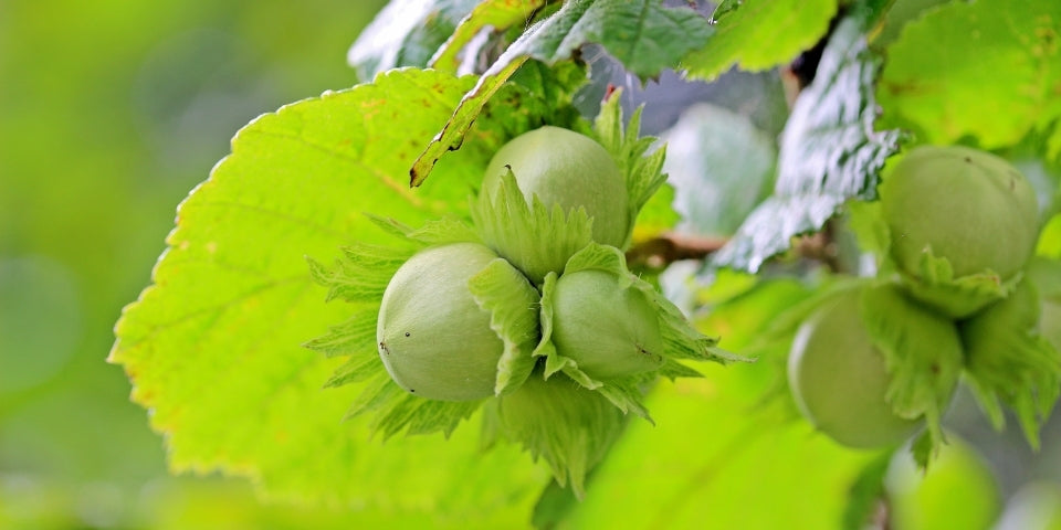 2DIE4 activated hazelnuts serving lifestyle