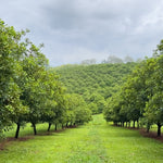 2DIE4 activated macadamias serving lifestyle