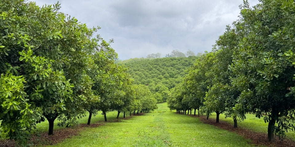 2DIE4 activated macadamias serving lifestyle