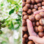 2DIE4 activated organic macadamias lifestyle