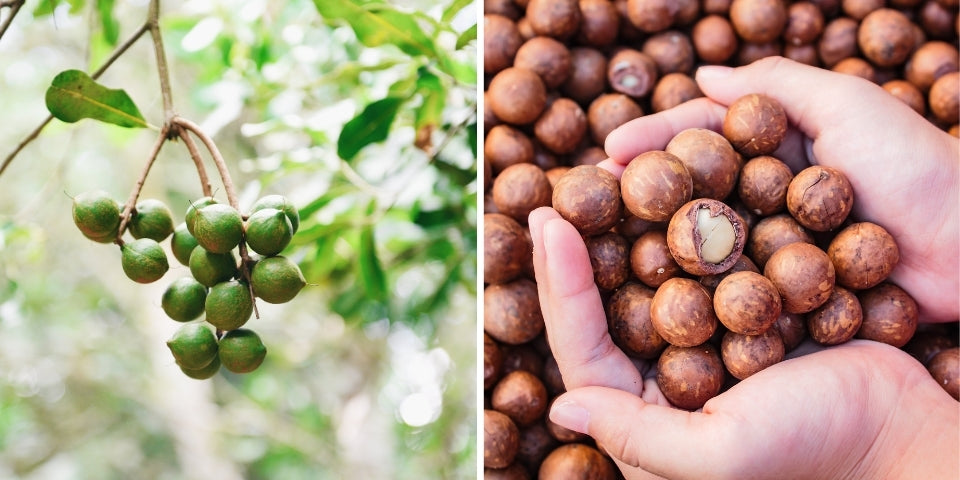 2DIE4 activated organic macadamias lifestyle