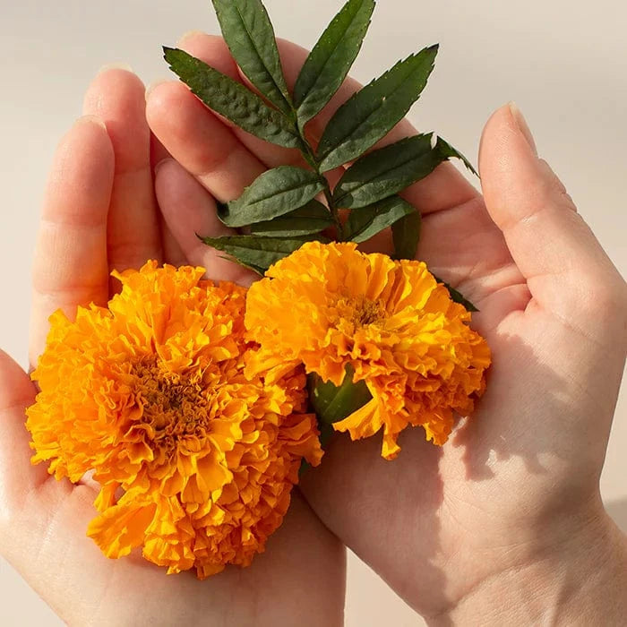 New Nordic Vitamins New Nordic Blue Berry Eyebright