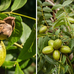 2DIE4 activated organic pecans lifestyle