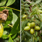 2DIE4 activated organic pecans lifestyle