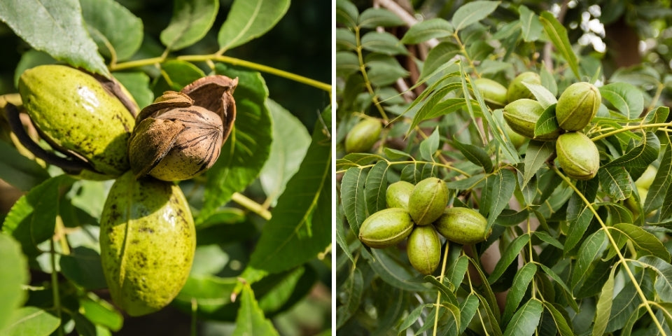 2DIE4 activated organic pecans lifestyle