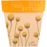 Sow 'n Sow Gift Of Seeds Billy Buttons front image
