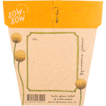 Sow 'n Sow Gift Of Seeds Billy Buttons back image