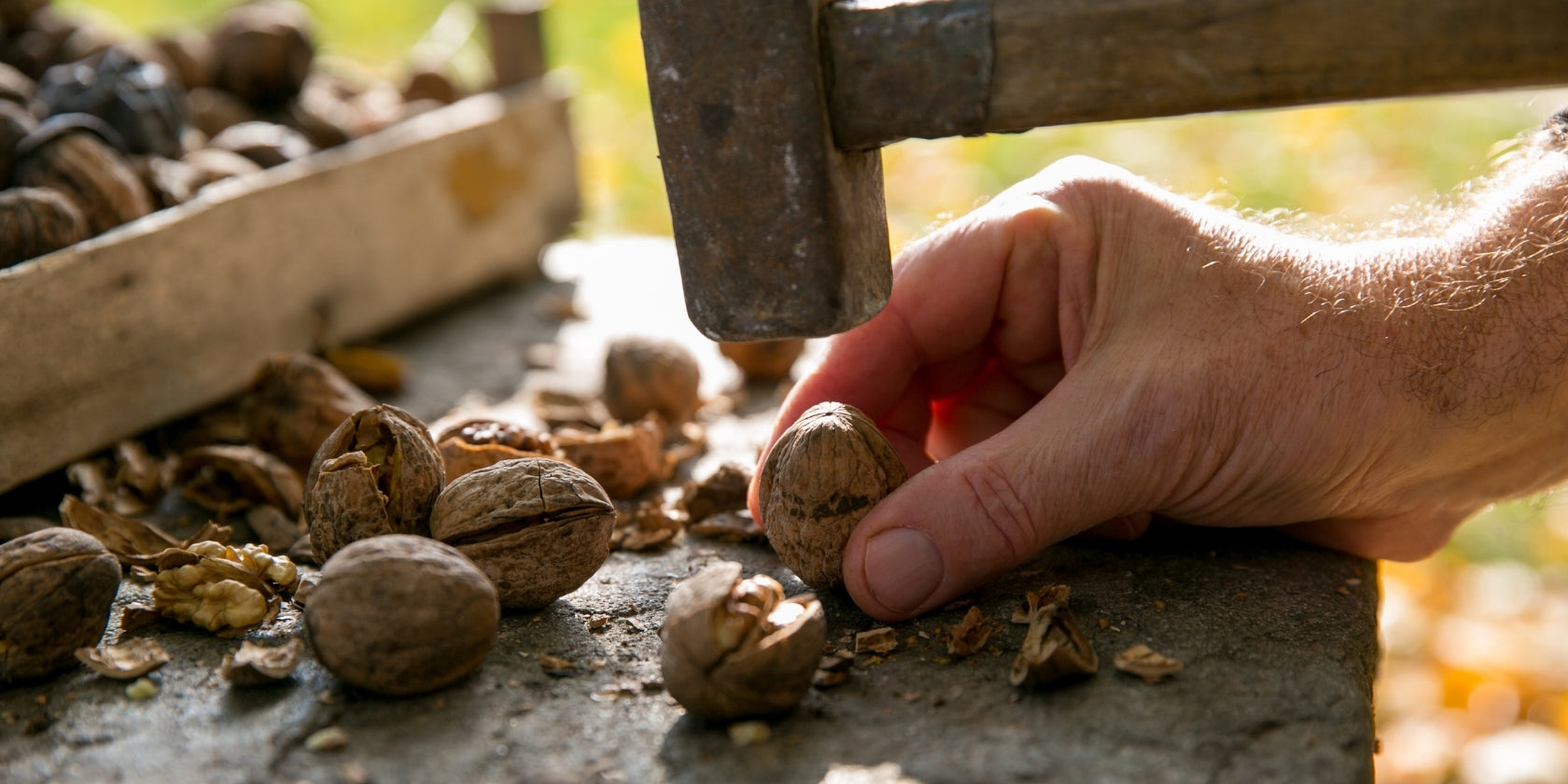 2DIE4 activated walnuts serving lifestyle