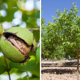 2DIE4 activated organic walnuts lifestyle