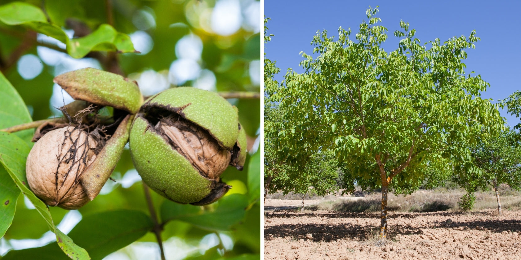 2DIE4 activated organic walnuts lifestyle