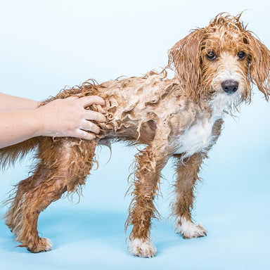 ethique dogs solid shampoo shampooch - sensitive 110g