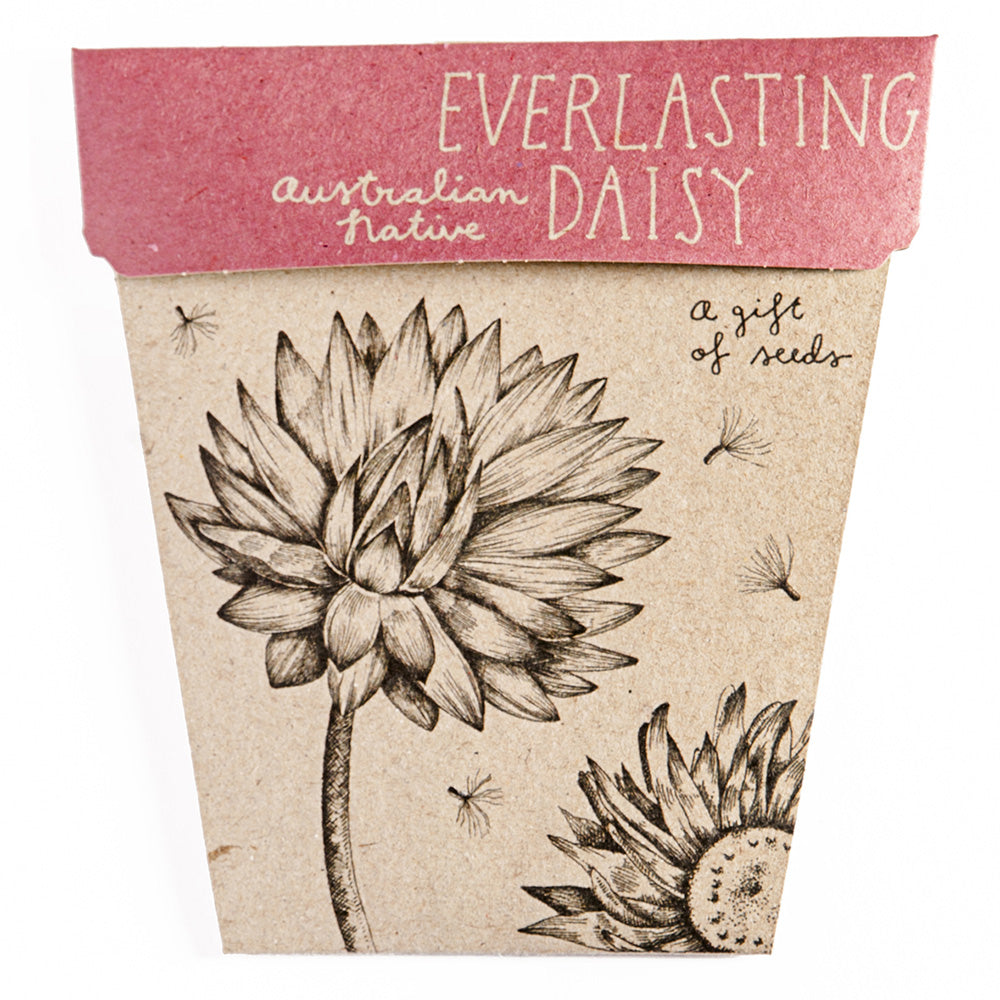 sow 'n sow gift of seeds florals everlasting daisy