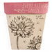 sow 'n sow gift of seeds florals everlasting daisy