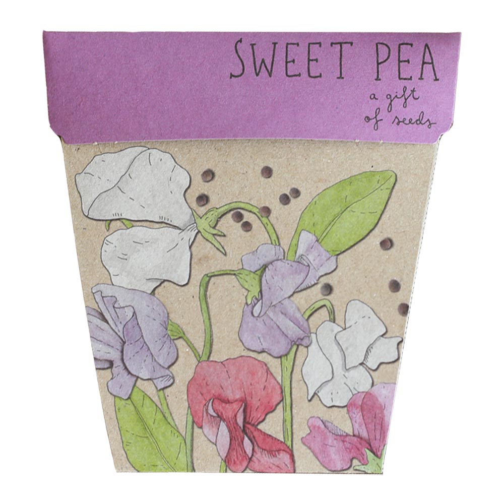 sow 'n sow gift of seeds florals sweet pea