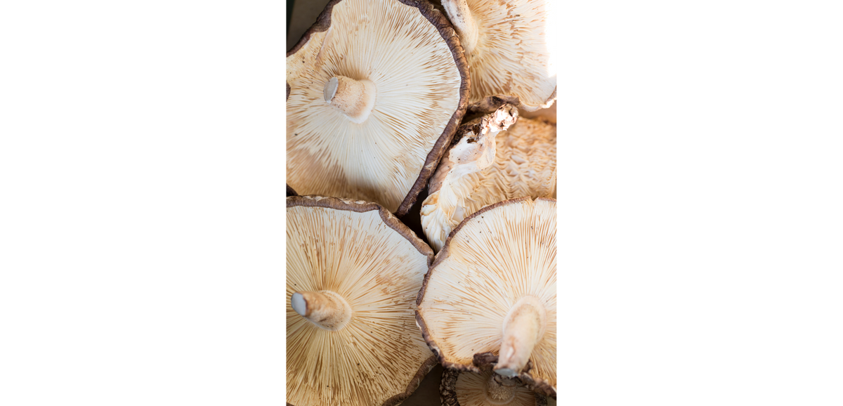 Raw Medicine Organic Mushroom Extract Immunity 50g