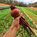 Sunny Corner Beetroot Powder Sunny Corner Organic Beetroot Powder